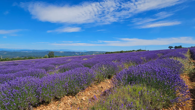 Buy Online True French Lavender Flowers in New York