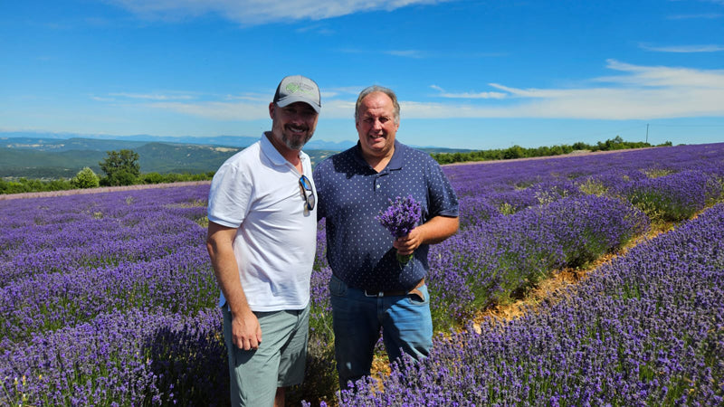 Buy Online True French Lavender Flowers in New York