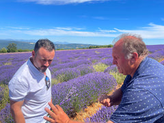 Buy Online True French Lavender Flowers in New York